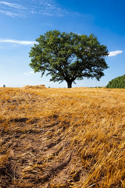 Grand chêne dans la nature