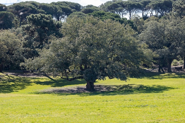 Grand chêne dans un parc verdoyant