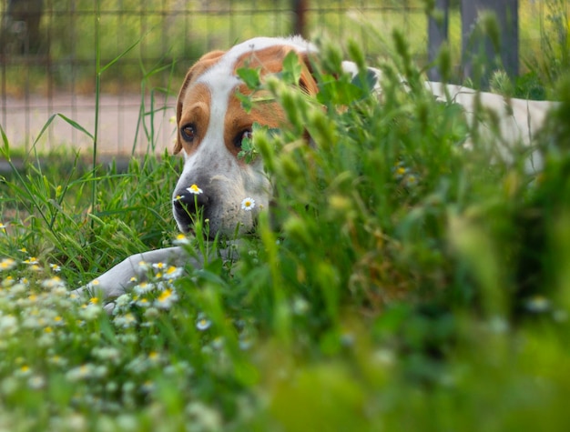 Grand chien avec de beaux yeux tristes, il se trouve dans les fleurs et les marguerites de l'herbe verte