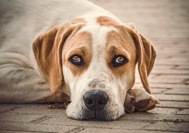 Grand chien avec de beaux yeux tristes