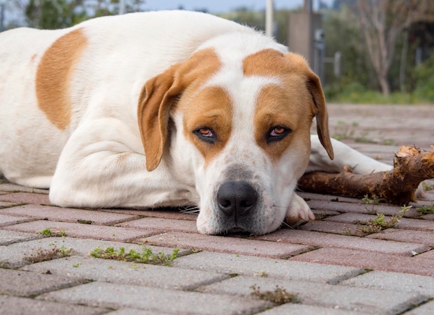 Grand chien avec de beaux yeux tristes