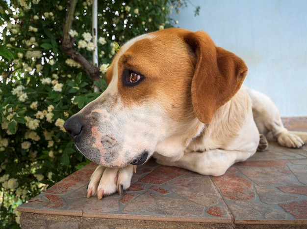 Grand chien avec de beaux yeux tristes