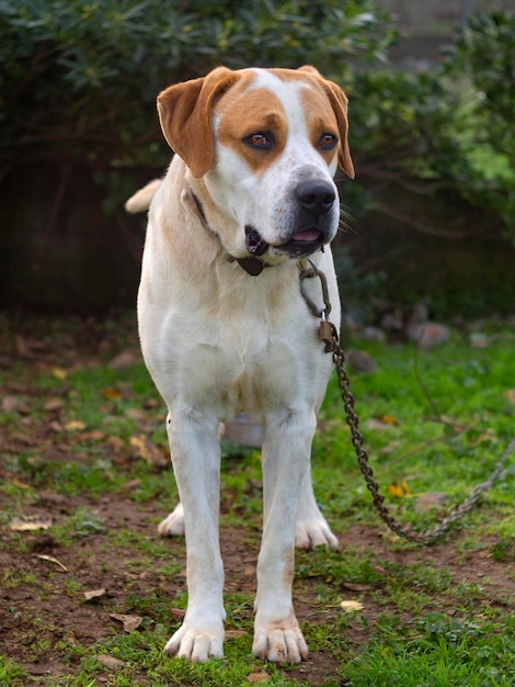 Grand chien avec de beaux yeux tristes