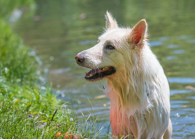 Un grand chien blanc enjoué se promène dans le parc d'été avec un lac. Un chien mouillé joue dans l'étang.