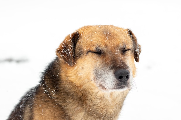 Grand chien brun aux yeux fermés dans la neige en hiver