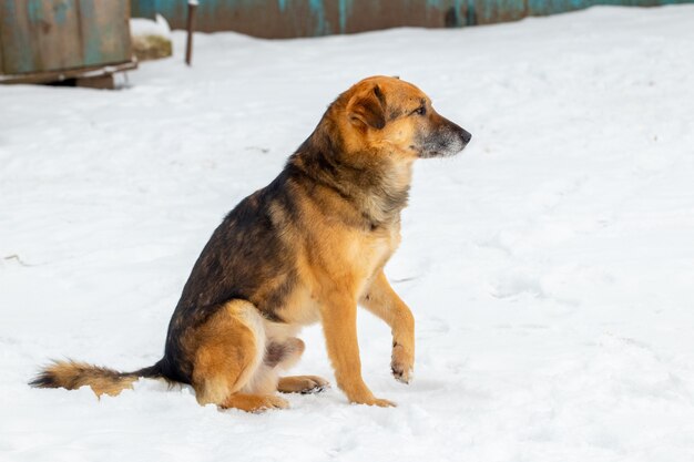 Grand chien brun en hiver assis dans la neige