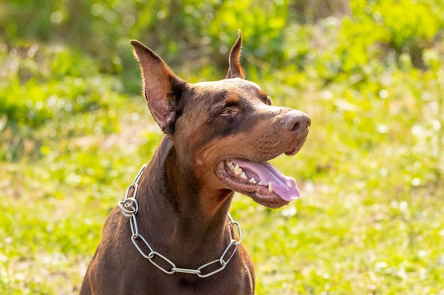 Photo grand chien doberman brun avec la bouche ouverte sur fond flou