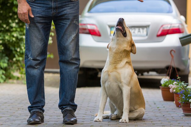 Grand chien jaune clair cultivé Labrador assis dans une cour pavée aux jambes de l'homme et regardant le propriétaire sur la voiture de vue arrière floue et l'arrière-plan des plantes vertes. Concept d'amitié, de soins, d'amour et de fidélité.