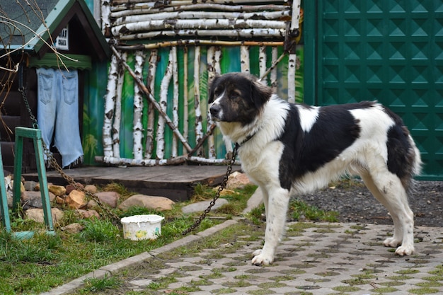 Grand chien sur la maison des gardes de chaîne. Le berger de la cour vit dans une cabine.