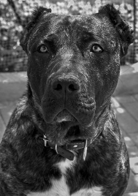 Photo grand chien perro de presa canario avec de beaux yeux tristes