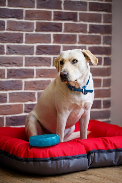 Un grand chien de race Labrador en laine de couleur claire est assis sur une litière rouge contre un mur de briques