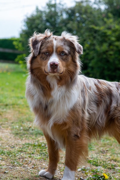 Grand chien rouge aux yeux bleus en été dans la cour d'une maison privée