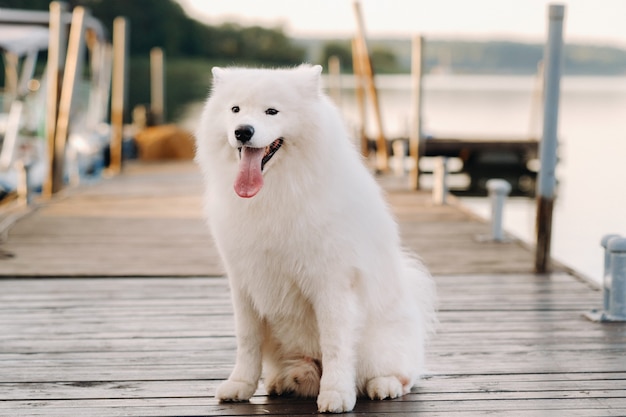 Un grand chien Samoyède blanc est assis sur la jetée près du yacht