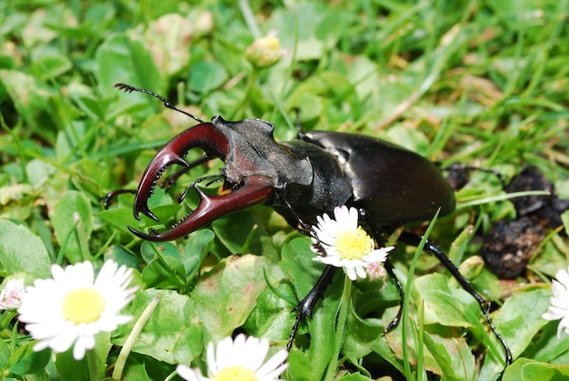 Grand coléoptère dans l'herbe