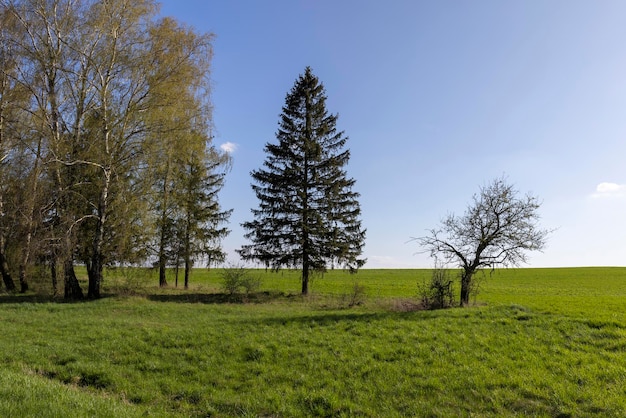 Grand conifère épicéa et autres arbres contre le ciel