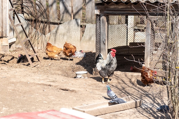 Le grand coq. Coq sur la promenade ensoleillée