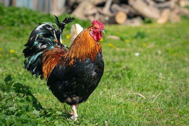 Un grand coq se tient dans l'herbe un jour ensoleillé.