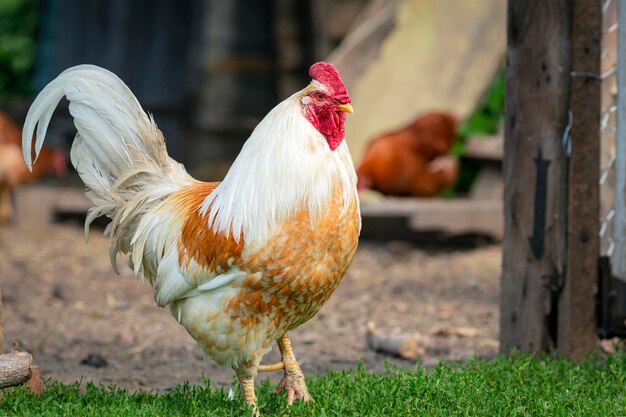 Un grand coq se tient dans l'herbe un jour de soleil en regardant les poulets