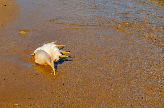 Un grand coquillage sur le sable au bord de la mer.