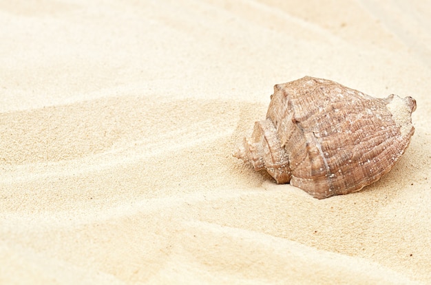 Grand coquillage sur le sable en été