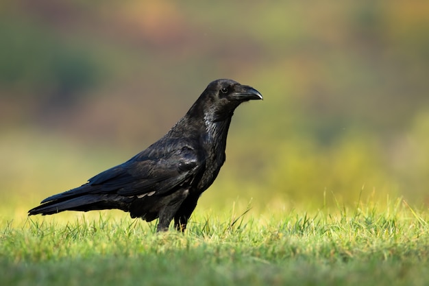 Grand corbeau assis sur un pré avec de l'herbe verte en été