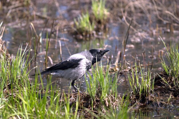 Photo un grand corbeau gris est assis dans l'herbe sur l'eau peu profonde en vue du jour de printemps en profil