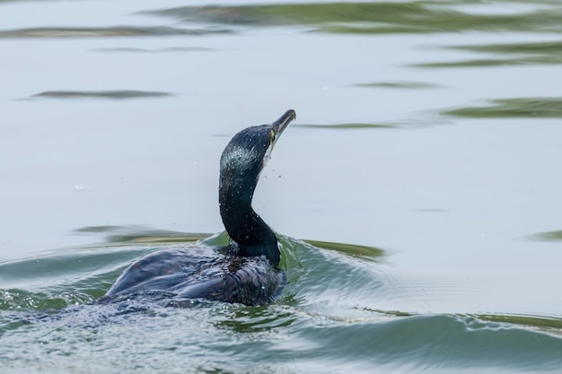 Grand Cormoran nageant dans le lac (Phalacrocorax carbo)