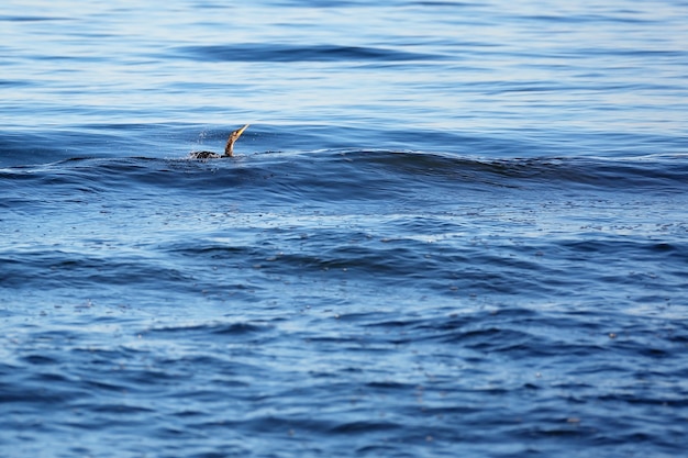 Grand cormoran noir, Phalacrocorax carb, chasse les poissons dans la mer. Mise au point sélective douce