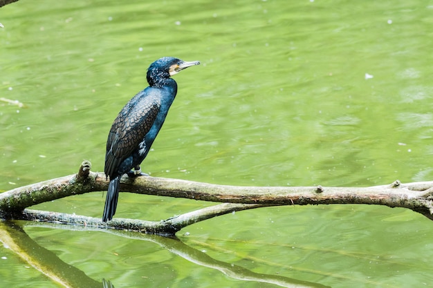 Grand Cormoran perché sur une branche dans un lac