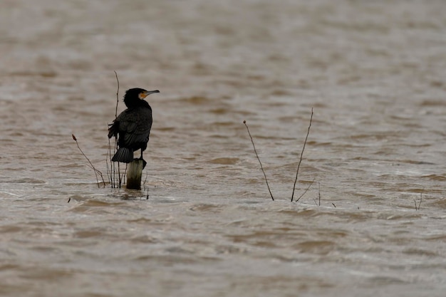 Le grand cormoran perché seul dans les eaux agitées