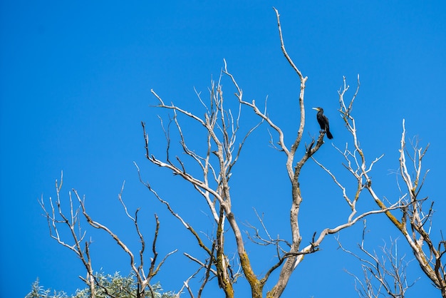 Grand Cormoran (phalacrocorax carbo) perché dans un arbre dans le delta du Danube