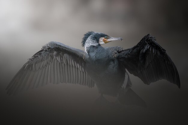 Grand cormoran Phalacrocorax carbo