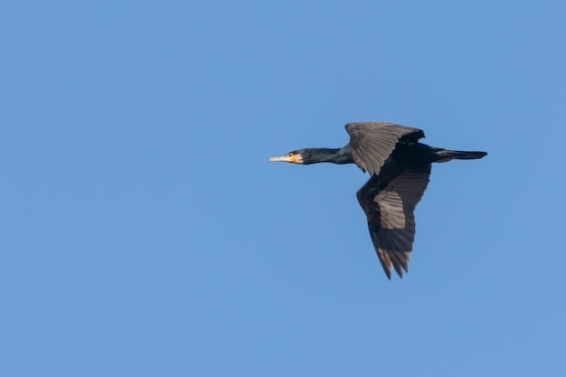 Grand Cormoran en vol (Phalacrocorax carbo)