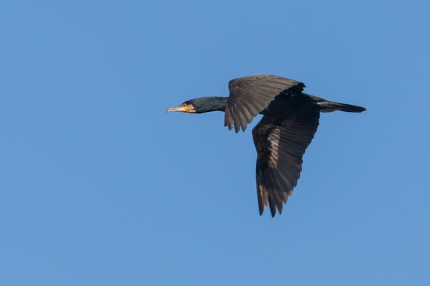 Grand Cormoran en vol (Phalacrocorax carbo)