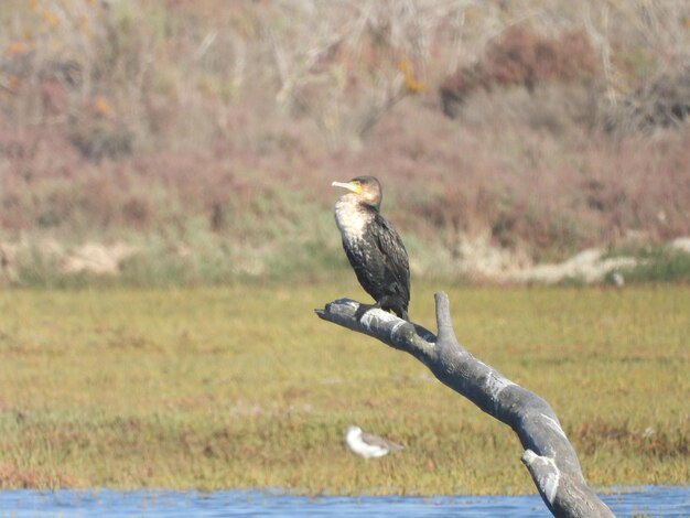 Photo grand cormoran