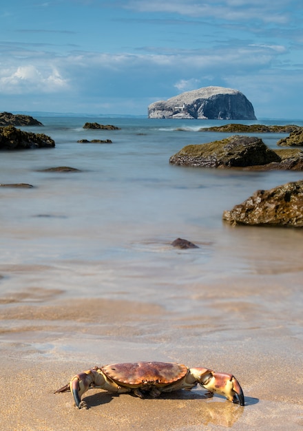 Grand crabe drôle et vue sur Bass Rock Island sur la côte de la mer du Nord en Ecosse