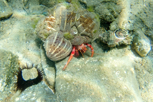 Photo grand crabe ermite rouge dardanus calidus