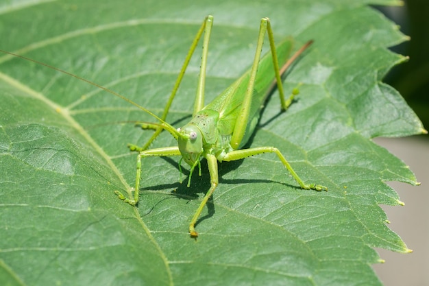 Grand criquet des marais (Stethophyma grossum), une espèce d'insecte menacée typique des prairies humides et des marais