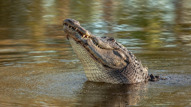 Grand crocodile aux dents acérées dans l'eau de la rivière