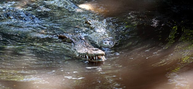 Le grand crocodile du nord de la Thaïlande.