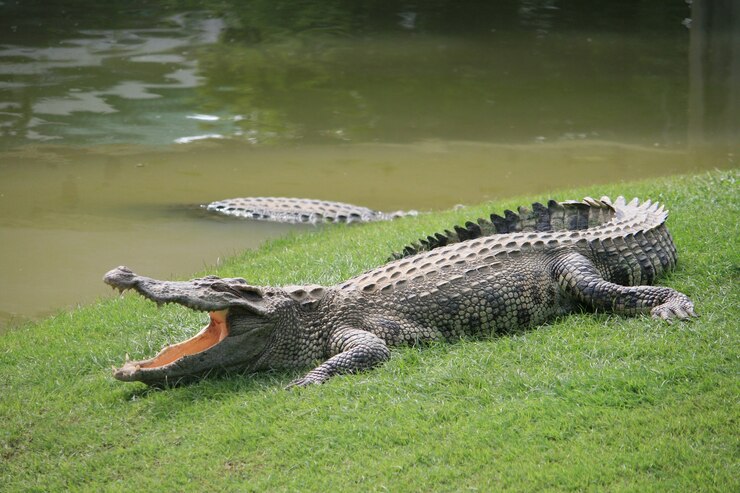 Photo un grand croisement d'alligator sur l'herbe