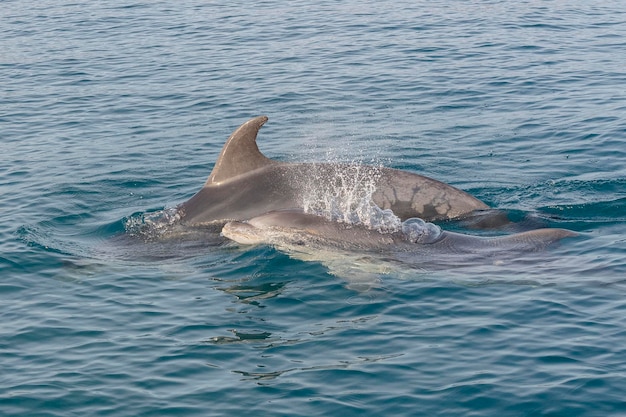 Grand dauphin commun ou grand dauphin de l'AtlantiqueTursiops truncatus Malaga Espagne