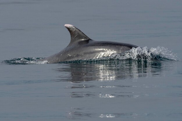 Grand dauphin commun ou grand dauphin de l'AtlantiqueTursiops truncatus Malaga Espagne