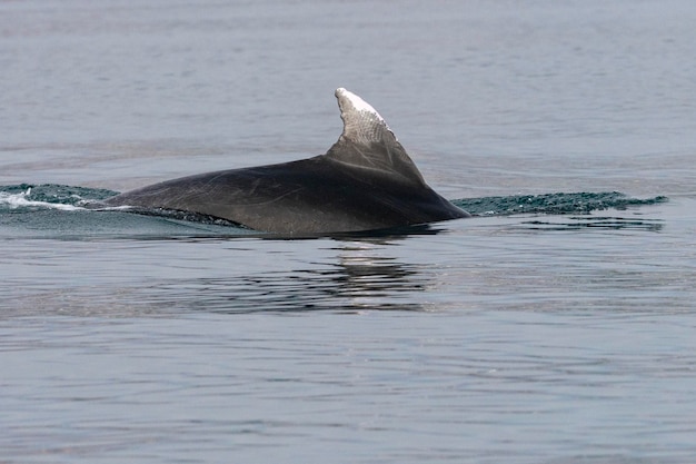 Grand dauphin commun ou grand dauphin de l'AtlantiqueTursiops truncatus Malaga Espagne