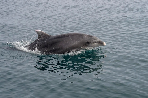 Grand dauphin commun ou grand dauphin de l'AtlantiqueTursiops truncatus Malaga Espagne