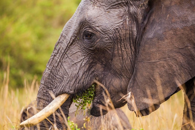 Grand éléphant Parc national du Kenya Afrique