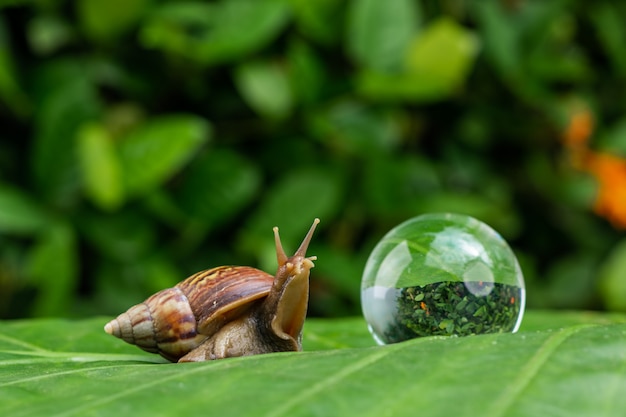 Grand escargot Achatina rampant sur une feuille verte avec des gouttelettes d’eau à côté d’une grosse bulle de savon dans un jardin verdoyant situé de près. Concept cosmétologie