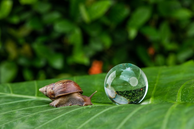 Grand escargot Achatina rampant sur une feuille verte et humide à côté d'une grosse bulle de savon dans un jardin vertCosmétologie