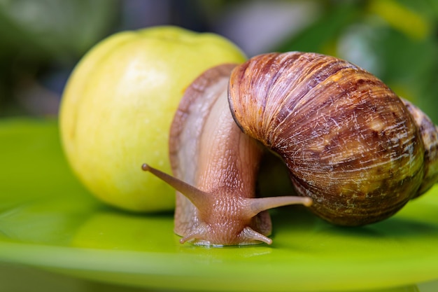 Un grand escargot blanc est assis sur une pomme verte en gros plan