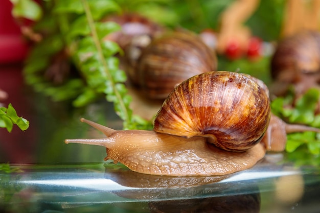 Un grand escargot blanc avec de petits escargots rampent le long des branches de la plante